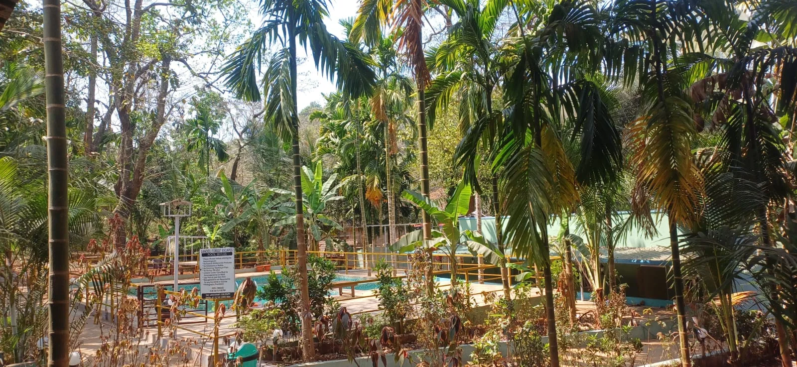 Pool and tropical grove overview